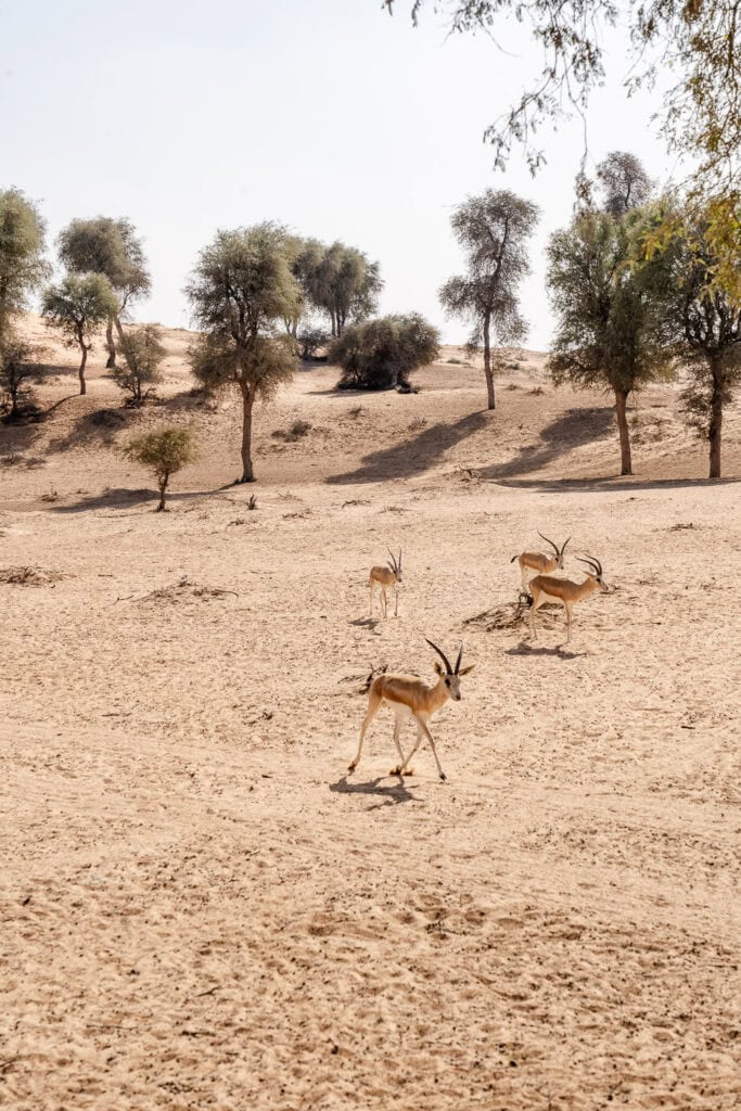 Woestijn Ras al Khaimah