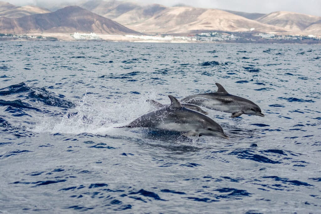 Wat te doen op Fuerteventura - dolfijnen spotten