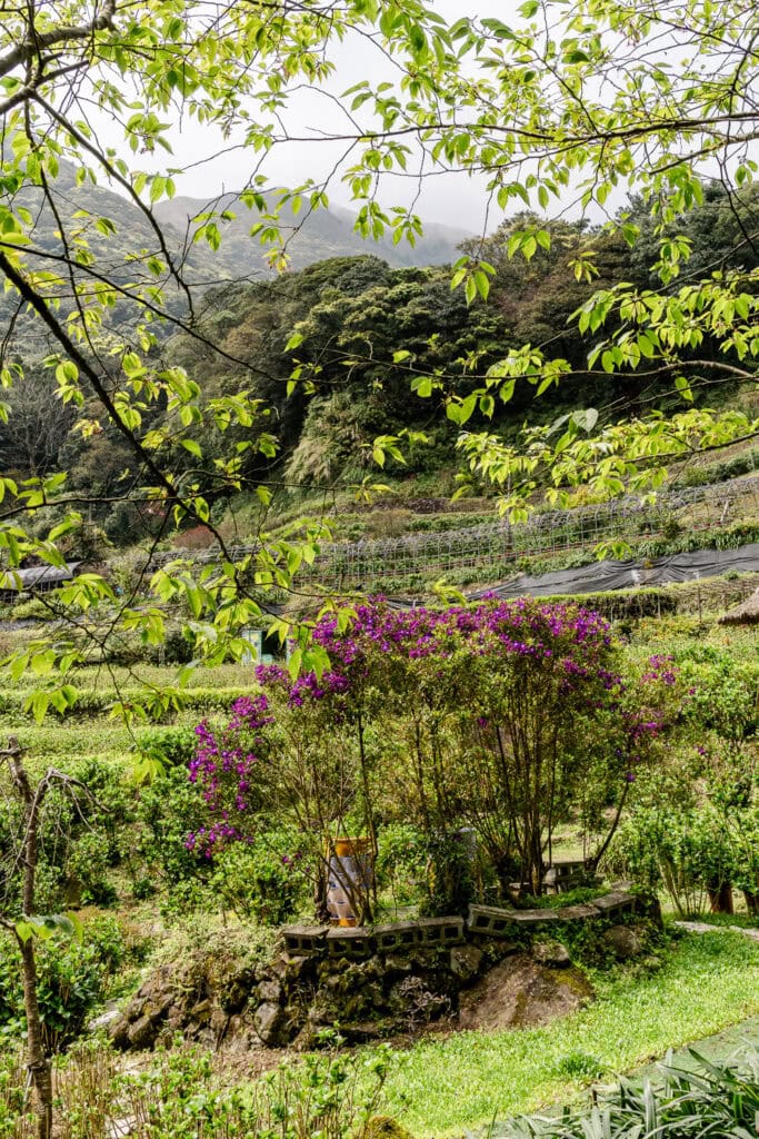 Yangminshan National Park