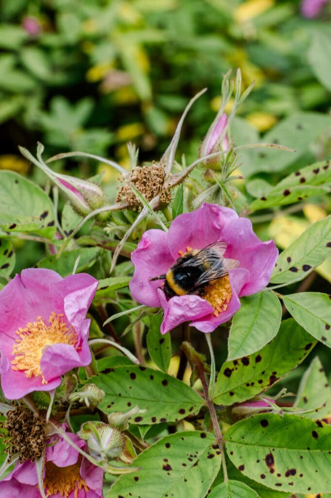 Doen in Edinburgh - Royal Botanic Garden