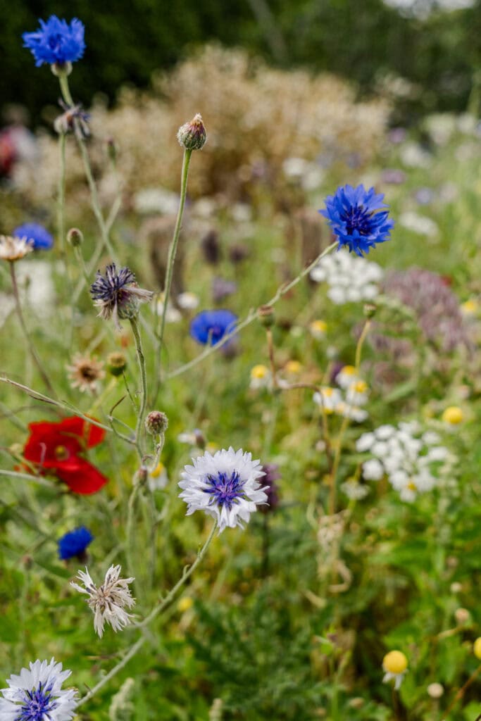 Doen in Edinburgh - Royal Botanic Garden