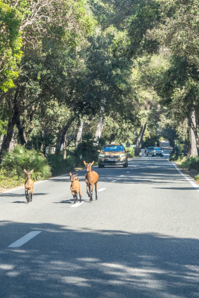 Autorijden op Mallorca - dieren op de weg