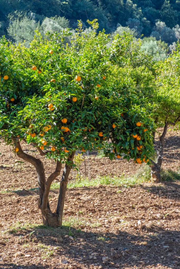 Doen in Sóller - sinaasappels