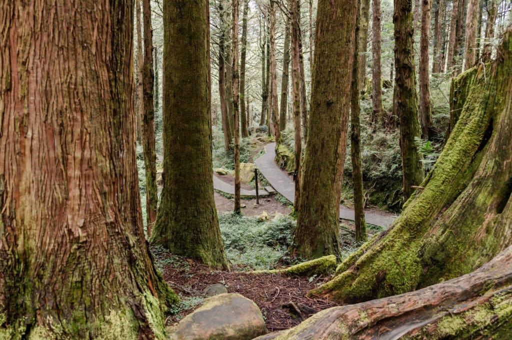 Alishan in Taiwan