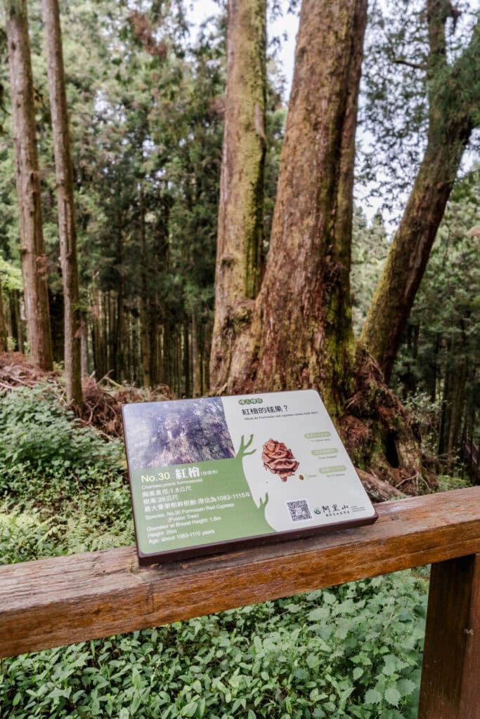 Giant Tree Trail Alishan