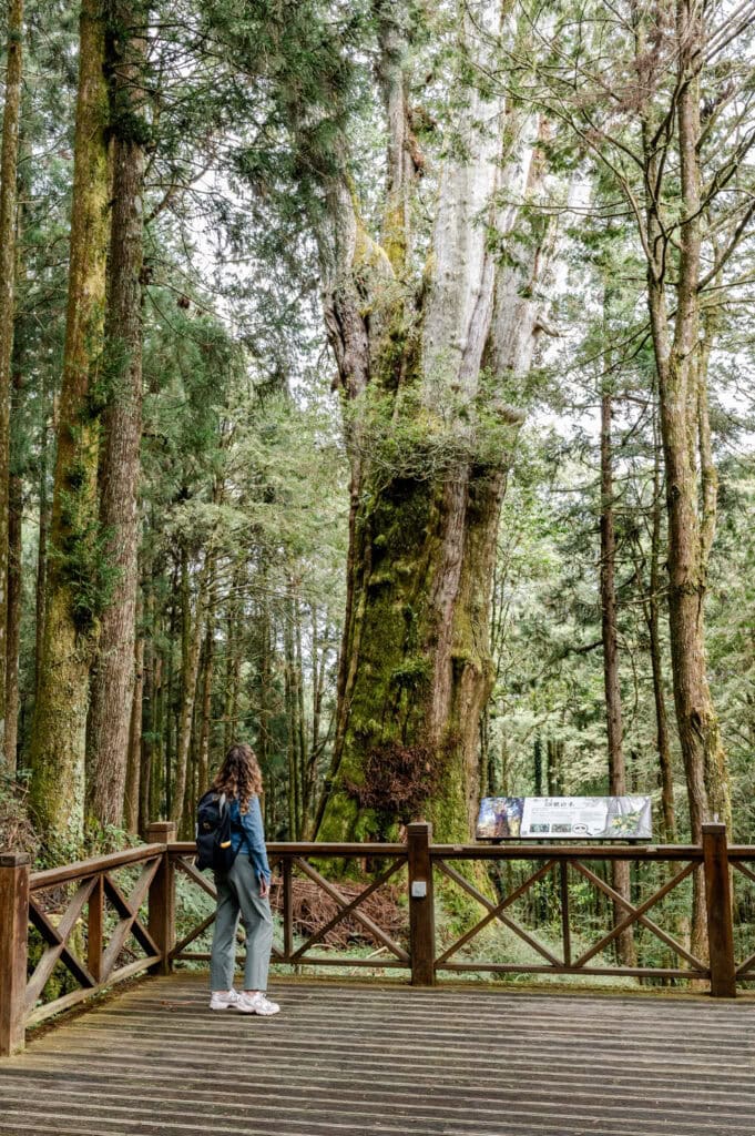 Giant Tree Trail Alishan
