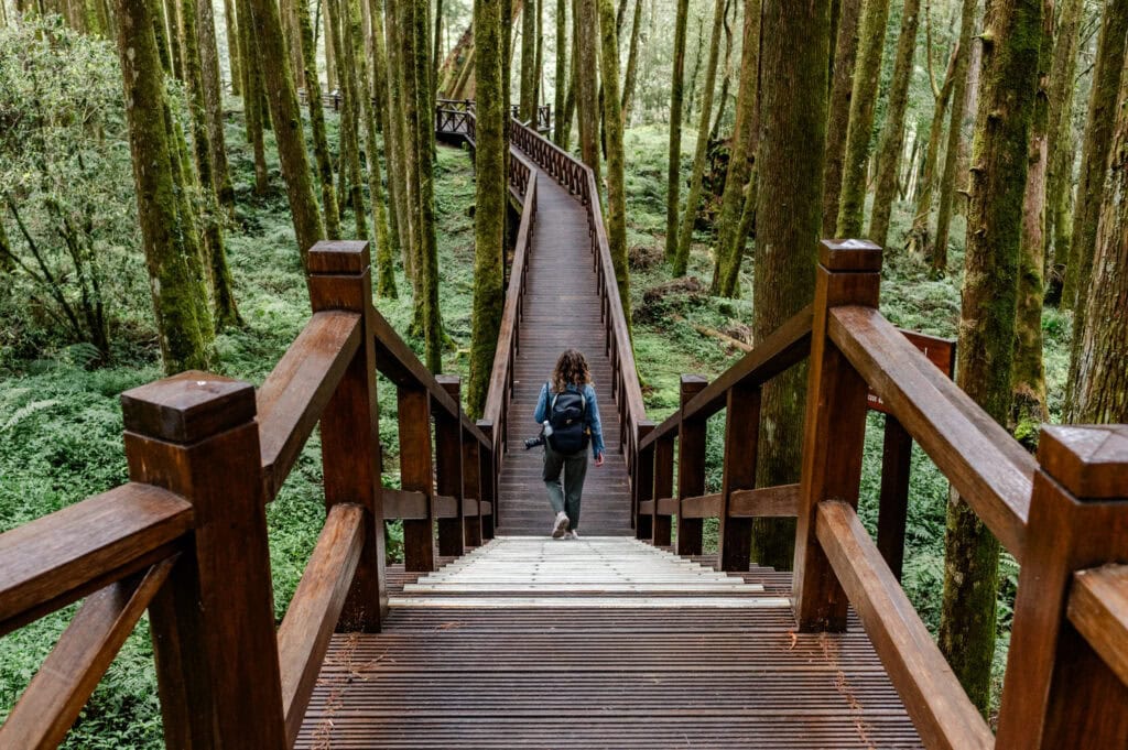 Giant Tree Trail Alishan