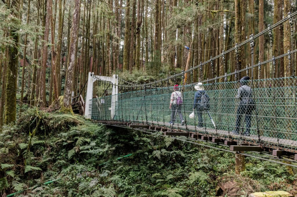 Giant Tree Trail Alishan