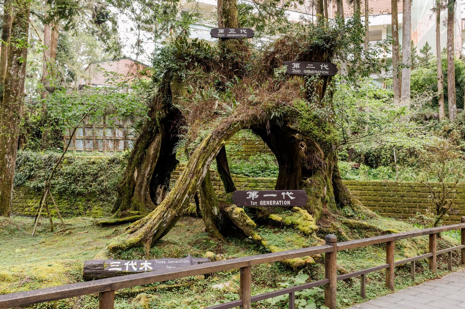 Three Generations Tree