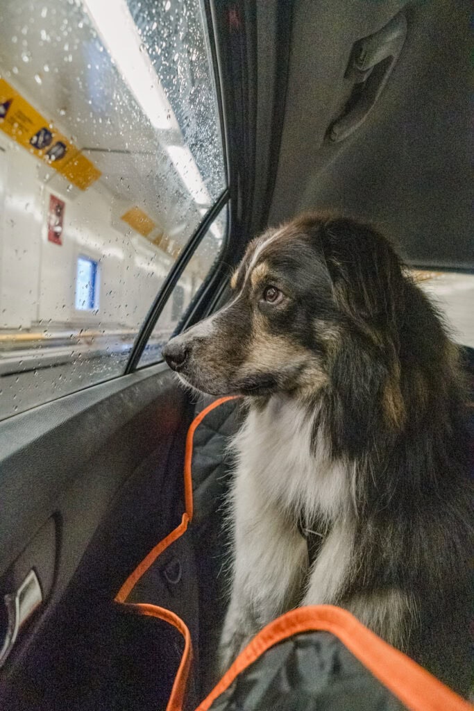 Hond in LeShuttle