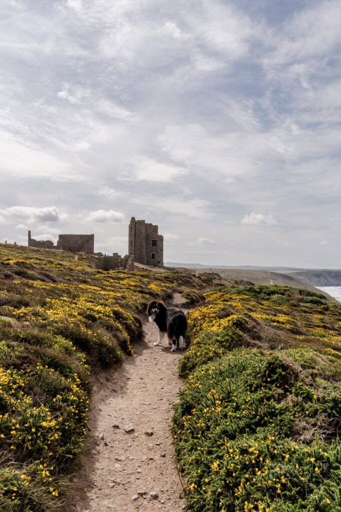 Hond mee naar Engeland