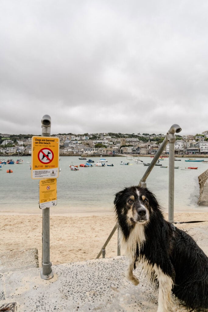 Hond op het strand in Engeland