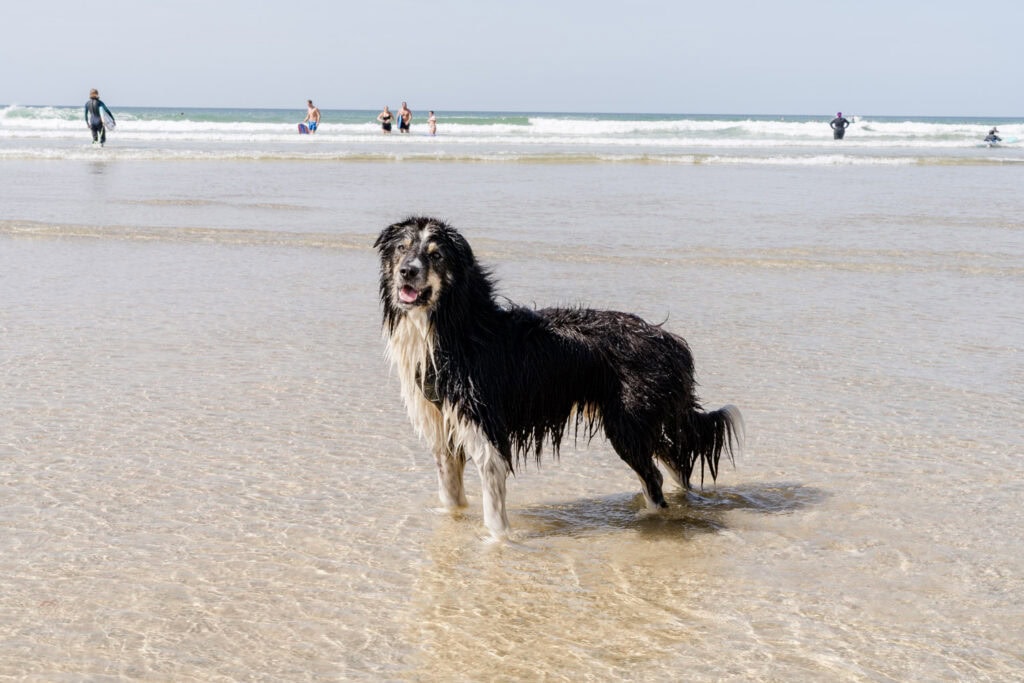 Hond mee naar Engeland