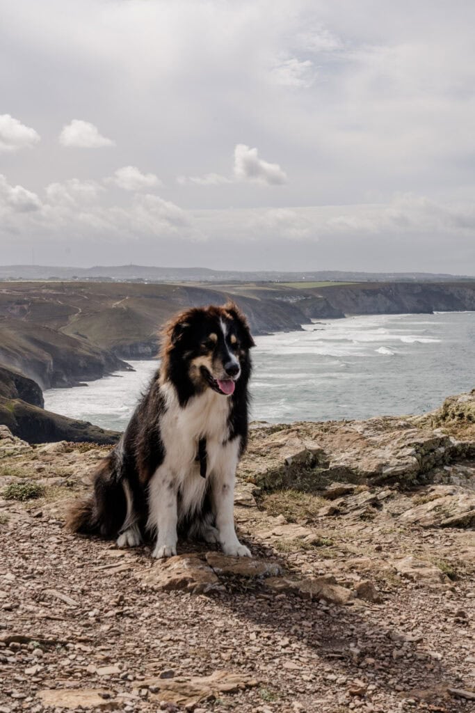 Hond mee naar Engeland