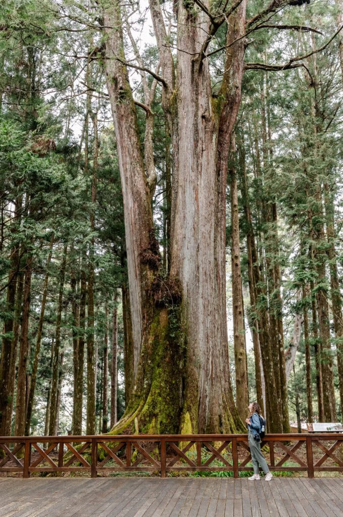 Sacred Tree Alishan