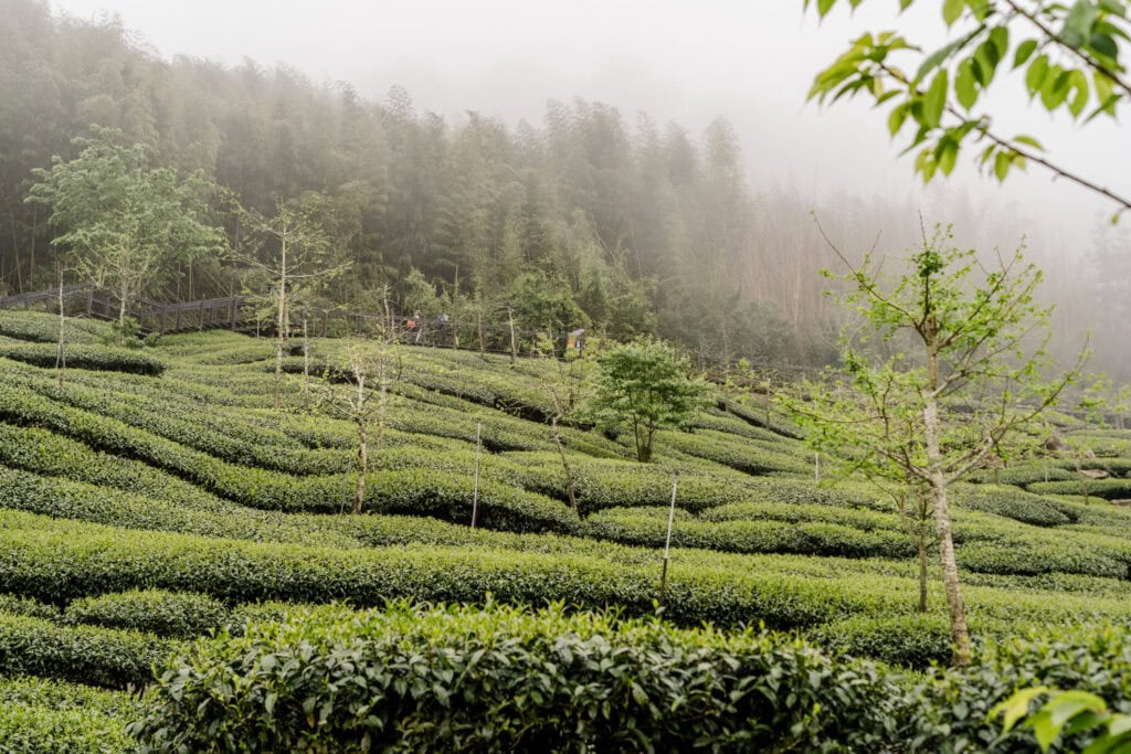 Shizhuo in Alishan