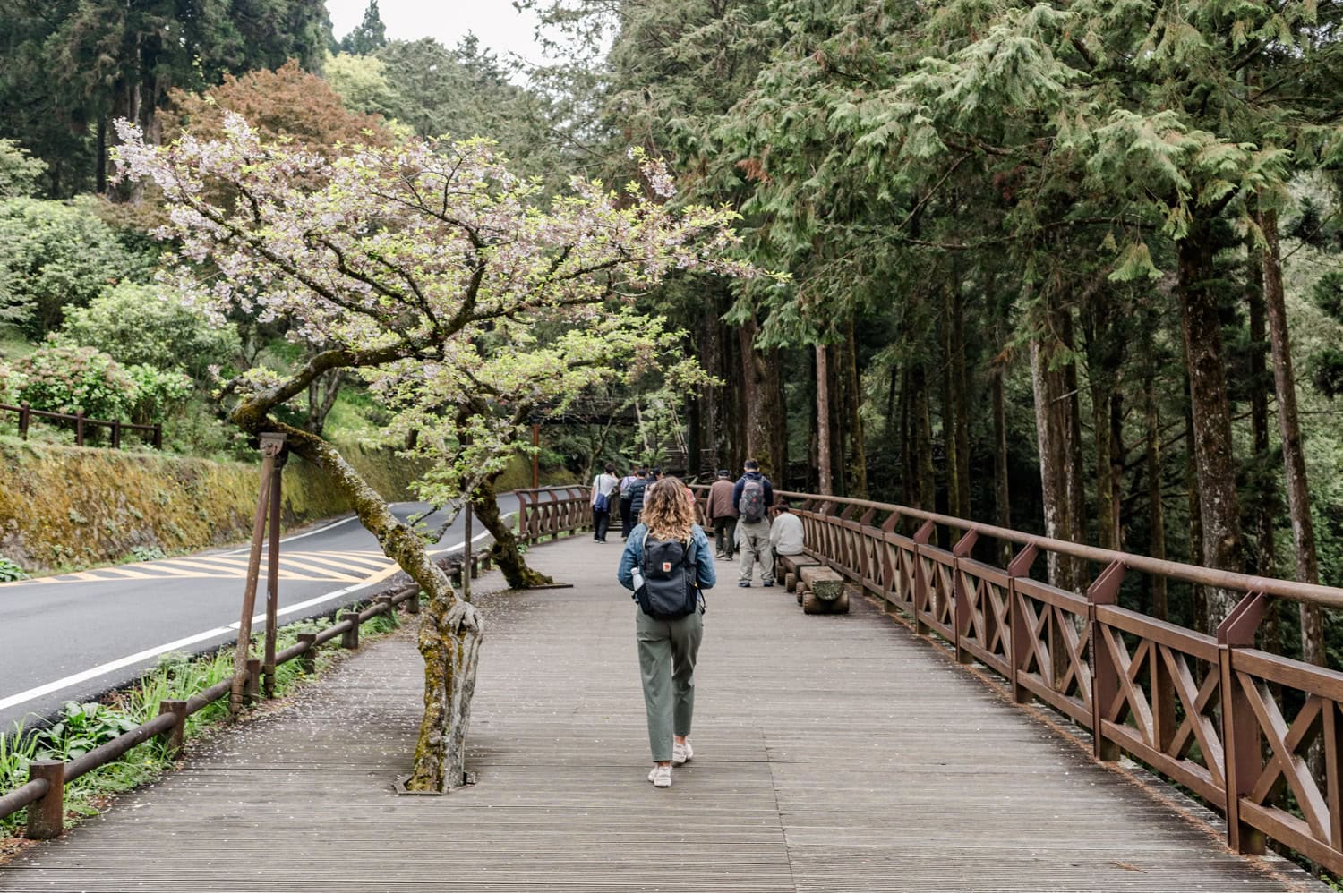 Alishan in Taiwan