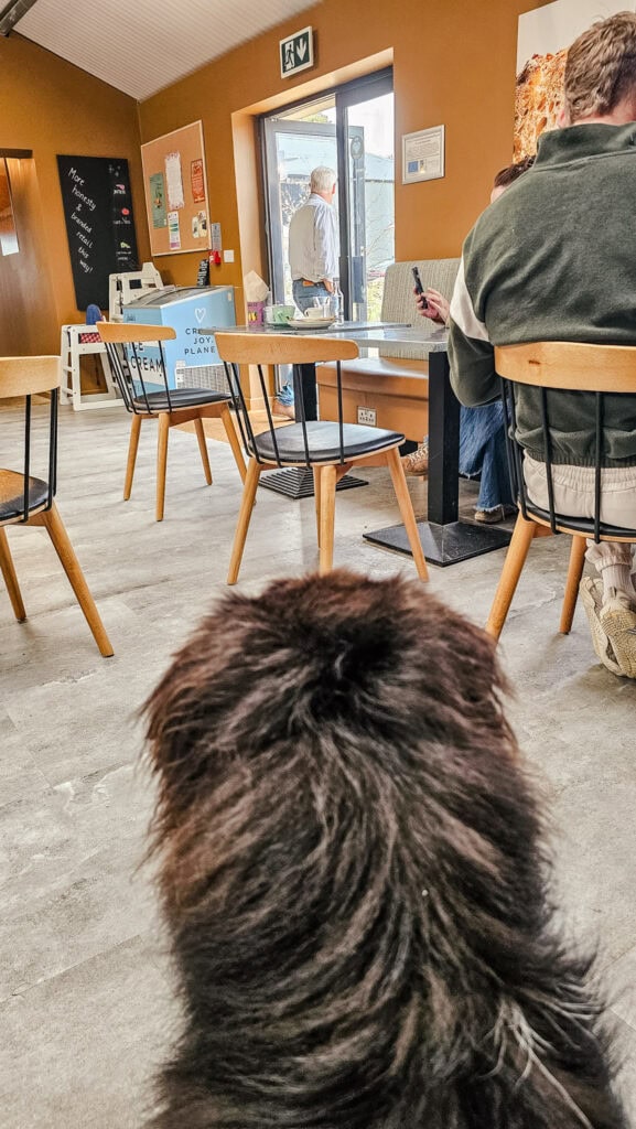 Hond in horeca in Engeland